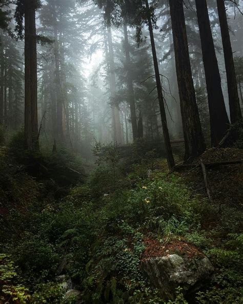 Foggy Forest Foggy Forest Forest Photography Beautiful Forest