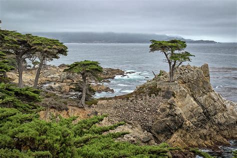 The Lone Cypress Photograph By Gary Geddes Pixels