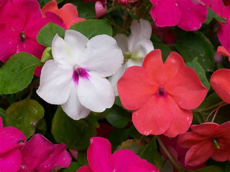 Impatiens How To Plant Grow And Care For Impatiens Flowers The Old