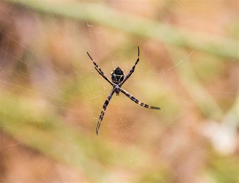 Types Of Spiders In Spain Know Their Characteristics And How Many