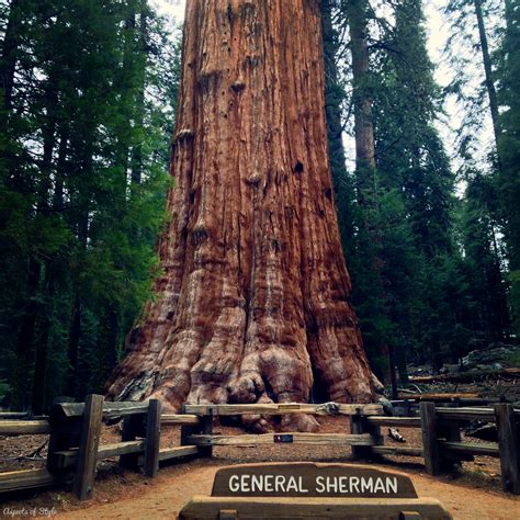 Visiting The Sequoia National Park Plus Tips Aspects Of Style
