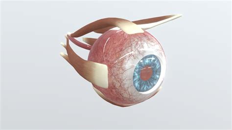 Eye Anatomy With Retina Buy Royalty Free 3d Model By Holoxica