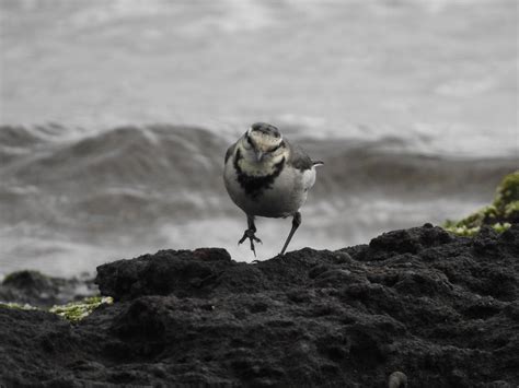 Angry Birds Time Ferocious Lookin Black Backed White Wagtail Jeju