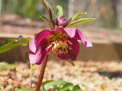 Helleborus orientalis, also known as the lenten rose, is a perennial flowering plant and species of hellebore in the buttercup family, ranunculaceae, native to greece and turkey. hanazukan