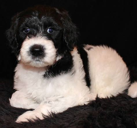 Find local goldendoodle puppies for sale and dogs for adoption near you. Goldendoodle Puppy Colors by Moss Creek Goldendoodles in ...