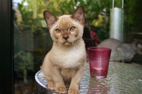 Theoretically it could be combined with white spotting, colourpointing and silver/golden series. Purebred Burmese Cats Alliance