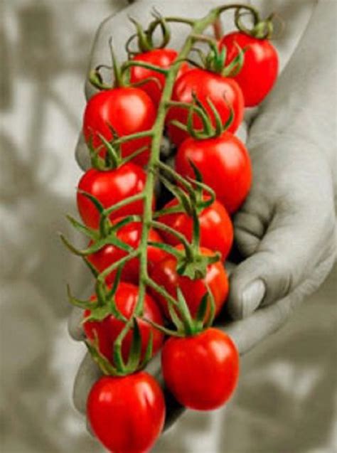 15 Strawberry Tomato Seeds 1097a Seeds And Bulbs