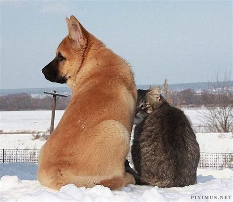 Dog And Cat Best Friends Animals