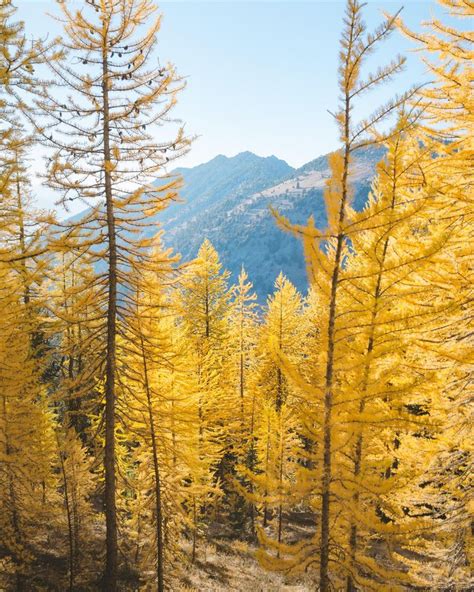 Golden Larches Washington State 2398 X 3000 Larch Tree Pacific