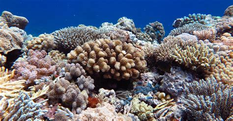 Restoring Coral Reefs By Hedging Our Bets Pursuit By The University