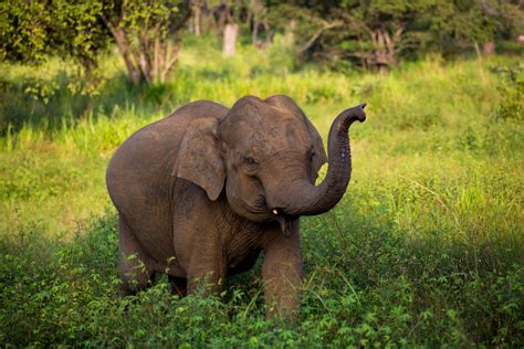 Sri Lanka Elefant In Freier Natur Foto And Bild Tiere Asia Wildlife