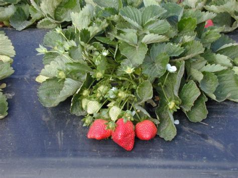 Strawberries For The Home Garden Tuesday October 28 Gardening In The