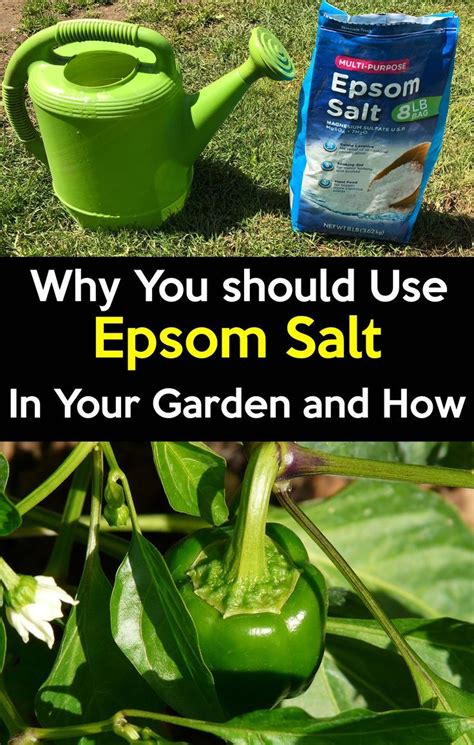 Epsom Salt For Plants How To Use Epsom Salt In The Garden