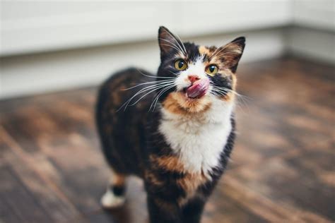 8 Interesting Facts You Didnt Know About Calico Cats Sepicat