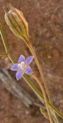 2 chromosome counts in wahlenbergia communis carolin Factsheet - Wahlenbergia tumidifructa