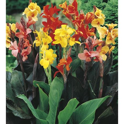Colorful Canna Lily Plants For Your Garden Lily Plants Canna Lily
