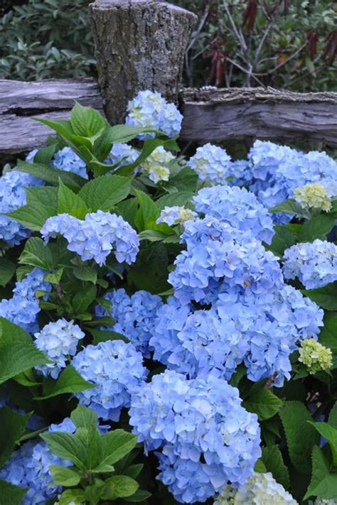 Buy Nikko Blue Hydrangea For Sale Online From Wilson Bros Gardens
