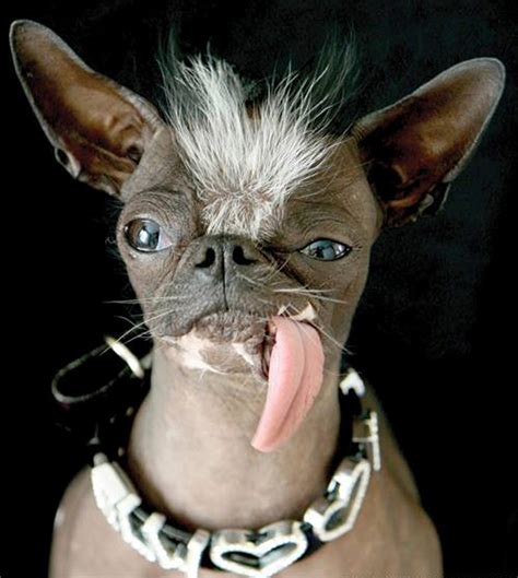 Rest In Peace Elwood ‘worlds Ugliest Dog The New York Times