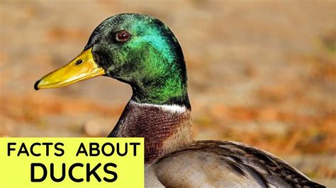 Duck Facts For Kids Interesting Educational Video About Ducks For