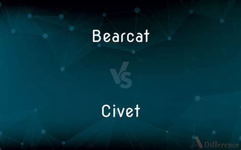 Bearcat Vs Civet — Whats The Difference