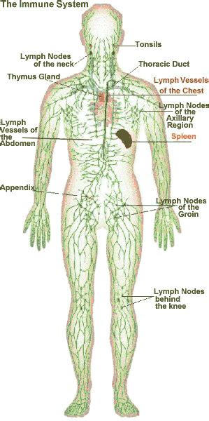 How A Massage Therapist Handles The Lymph Glands