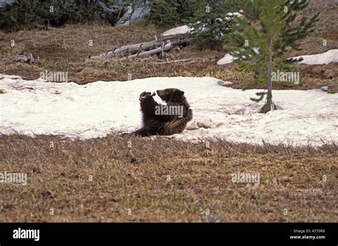 Grizzly Bear Cub Playing Stock Photo Alamy