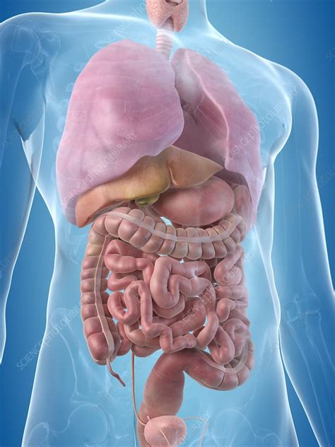 Human Digestive System Artwork Stock Image F0093739 Science