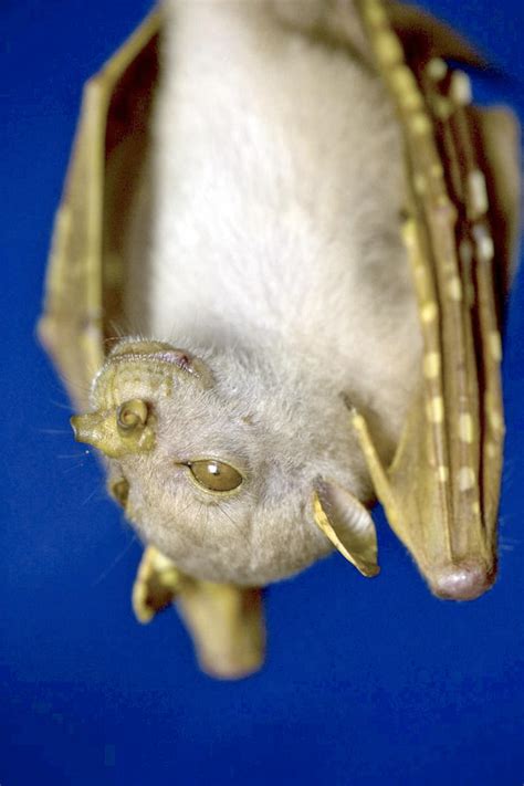 Fruit Bat That Looks Uncannily Like Star Wars Jedi Master Yoda Is Officially Recognised As New