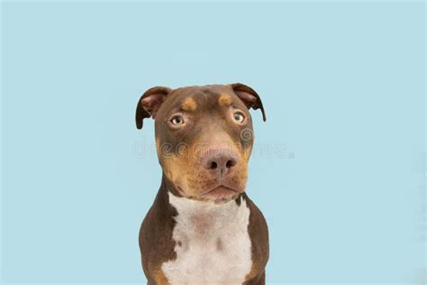 Retrato Perro Mat N Norteamericano De Raza Mixta Mirando La C Mara Con Cara De Expresi N Seria