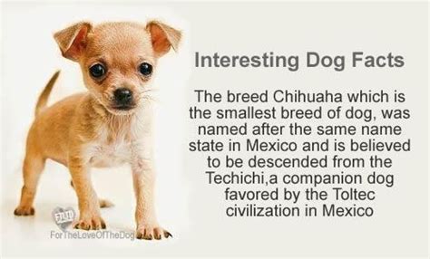 Wow I Never New That The Chihuahua Was Named After A