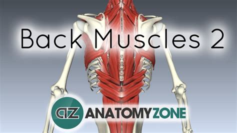 They are further categorized according function such as flexion, extension, or rotation. Intermediate and Deep Muscles of the Back • Muscular, Musculoskeletal • AnatomyZone