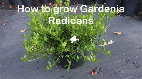 How To Grow Gardenia Radicans The Dwarf Fragrant Evergreen Shrub Dwarf