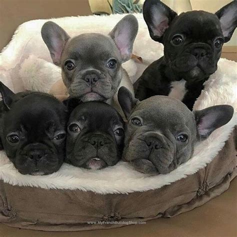 Like This Post Then Show Some Love And Tag Your Frenchie Loving