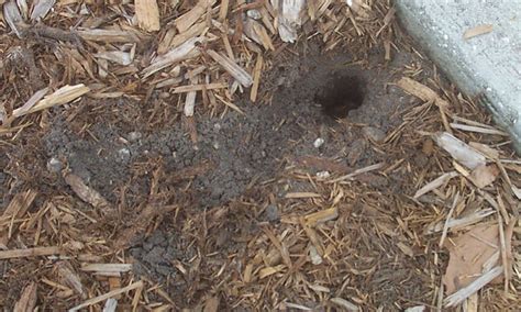 Do Raccoons Burrow Or Dig Holes
