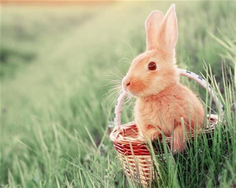 A List Of 199 Cute Bunny Names For Your Fuzzball Pet Ponder