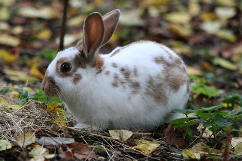 The English Spot Rabbit Top Facts And Guide
