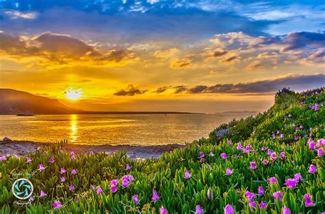 Beautiful Flowers On Sunset By Yorgos Anyf 500px Sunrise Sunset