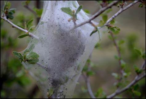 Browse our gypsy moth nest images, graphics, and designs from +79.322 free vectors graphics. One Gear Evening « schnauzers.ws