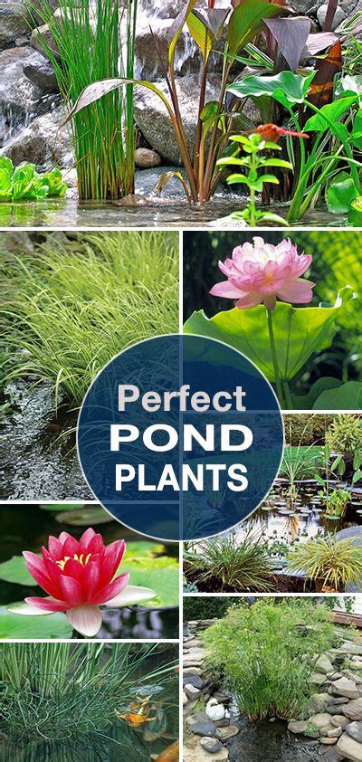 Perfect Pond Plants Lots Of Tips Ideas And Info To Help You Create