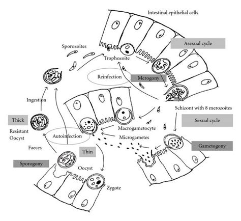 We describe the complete life cycle of c. Life cycle of Cryptosporidium in the enterocyte. Following ...