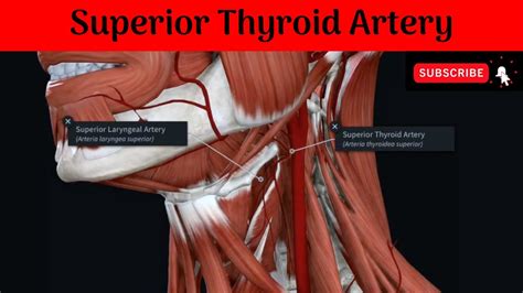 Superior Thyroid Artery Anatomy Mbbs Education Bds