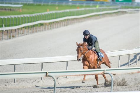 Entries Open For Gold Coast 2yos In Training Sale Magic Millions