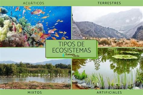 Diversidad De Ecosistemas Qué Es Y Ejemplos Resumen Diversidad De