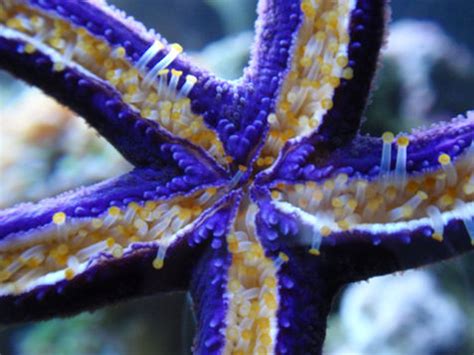 Photo 1 Purple Linkia Star Scissor Tail Goby 1 Lyre