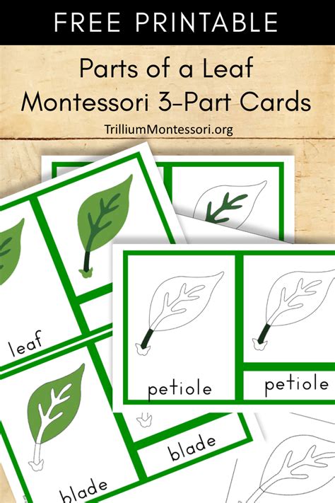 Free Montessori Printable Parts Of A Leaf Trillium Montessori