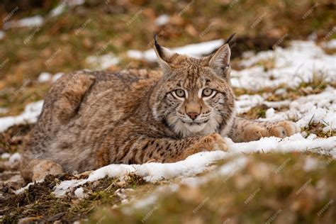Free Photo Beautiful And Endangered Eurasian Lynx In The Nature
