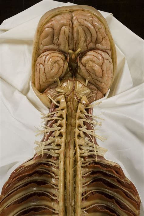 Images Of A Human Body Front And Back : Clipart - Female body