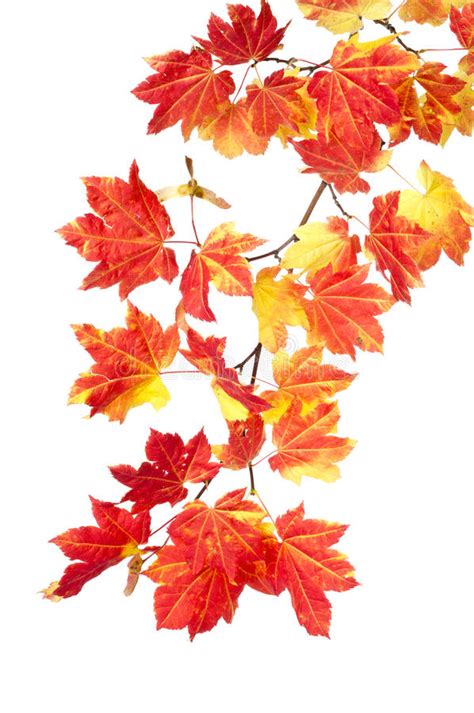 Branch Of Colorful Red Fall Leaves Stock Image Image Of Stem Design