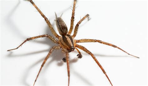 Facts About Hobo Spiders Online Pest Control