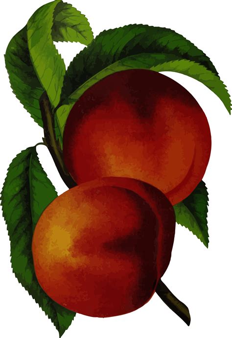 Peaches Clipart | Free download on ClipArtMag
